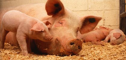 Visita sanitaria dei suini e degli ovicaprini macellati a domicilio per uso familiare