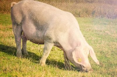 Pig