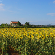 campo di girasoli